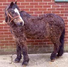Study Highlights Prevalence Of Cushing S In Older Horses News Horsetalk Co Nz