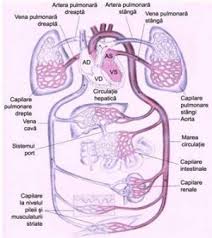 Mica circulație, sau circulația pulmonară, are rolul major de a media schimbul gazos de la nivel pulmonar. Fiziologia Si Fiziopatologia Cardiaca