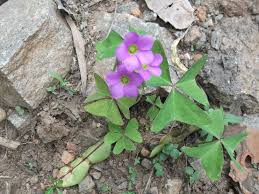 Image result for Oxalis latifolia
