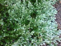Image result for Selaginella perpusilla