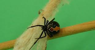 In the pages of the avengers, it's revealed she manages to avoid a deadly bath by turning off the lights and making a dive for her costume. The World S Most Dangerous Spiders Warning Graphic Images Cbs News