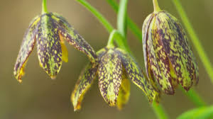 Southern oregon bokashi offers the highest quality locally made microbial inoculants for southern oregon area. All About Oregon Wildflowers Travel Oregon