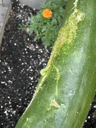 Image result for thrips damage on cucumber