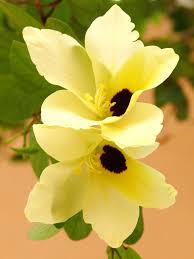 Image result for Bauhinia tomentosa