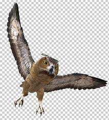Owl Png Alpha Compositing Animal Barn Owl Beak Bird Owl Png Owl Owl Pictures