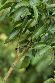Since then we have successfully mail ordered fruit trees along with many other plants. Pin On Cinnamon Chocolate Recipes Pictures Info Lore