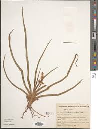 Image result for Chlorophytum affine