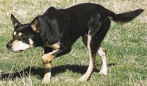 Black And White Aussie Australian Kelpie Australian Kelpie Dog Australian Kelpie Working Dogs Breeds