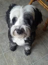 Tibetan Terrier Wikipedia