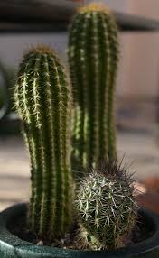 The saguaro cactus is a dominant feature of saguaro national park. Want To Leave A Desert Legacy Grow A Saguaro Home Garden Tucson Com
