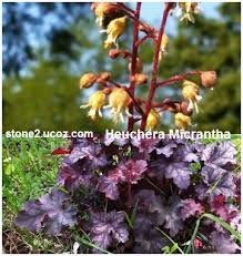 نبات الزينة الهوشرية الارجواني Heuchera Micrantha النبات سميت إلى أسماء شخصيات النبات معلومات نباتية وسمكية معلوماتية Heuchera Plants