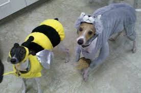 Bumble Bee And Squirrel Squirrel Bumble Bee Animals