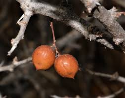 Image result for Searsia pentheri