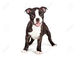 We did not find results for: Eine Niedliche Und Gluckliche Sieben Wochen Alten Boston Terrier Welpen Mit Mund Geoffnet Lachelt Lizenzfreie Fotos Bilder Und Stock Fotografie Image 40880827