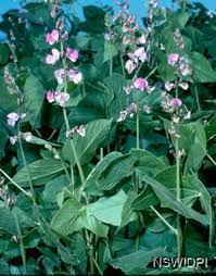 Image result for Lablab