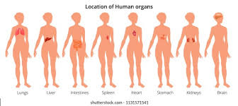 Нижние конечности делятся на бедро,голень и ступню. 9 Human Body Organ Systems Realistic Stock Illustration 1131571541