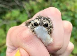 Image result for Kedrostis abdallai