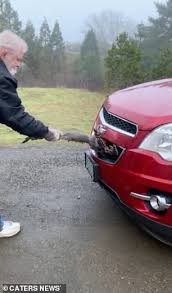 They like their bird to see. Freedomroo Oregon Driver Pulls Live Turkey Out Of Car Grill Video Australiannewsreview