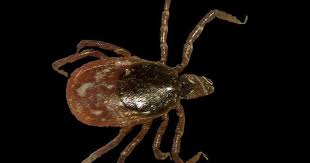 Direct microscopy of stool (pcr, antibody) • worldwide: 10 Most Terrifying Parasites Ever Cbs News