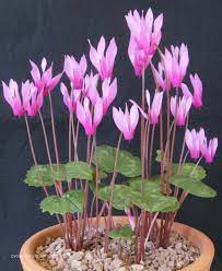 Check this guide for easter cactus growing and care tips. Cyclamen Repandum Cyclamen Society Bulb Flowers House Plants Beautiful Pink Flowers