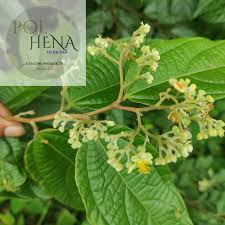 Image result for Grewia herbacea