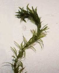 Image result for Elodea