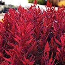 Celosia Plant Care How To Grow The Cockscomb Flower Beautiful Flowers Garden Flower Seeds Celosia Plant