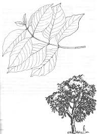 Image result for Morinda lucida