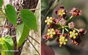 Image result for Pentarrhinum insipidum