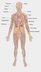 Below are two human body muscle diagrams, showing the front and the most powerful muscles in the body and those that run along the spine. Transparent Muscles Body Diagram Human Biology And Anatomy Cliparts Cartoons Jing Fm