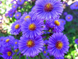 Birth Month Flower Grow Kit Uk Aster 680x510 Jpg 680 510 Birth Month Flowers Aster Flower Month Flowers