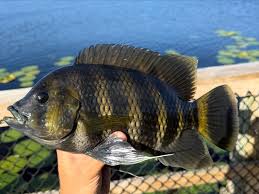 Image result for Pycreus nigricans