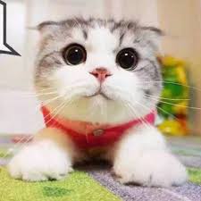 宝熙猫活体布偶猫波斯猫蓝猫包子脸渐层折耳猫加菲猫包子脸猫1只 图片价格品牌评论 京东 cutest cats ever cats and kittens cute cats