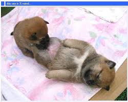 These animals are here in the suburbs, too. Wild Animal Friends Funny Quotes Quotesgram