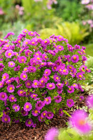 Image result for Asters `Jenny