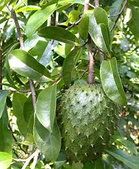 This plant is grown in 7 gal pot, more mature than our standard size plants in 3 gal, has a more developed root system, and most of the time thicker trunk and more branches. 56 Off On Futaba Soursop Graviola Guanabana Annona Muricata Tropical Fruit Seeds 20 Pcs On Amazon Paisawapas Com