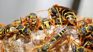 Wasp nest removal services