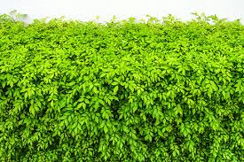 Image result for Murraya