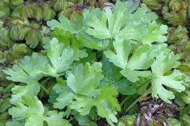 Image result for Ranunculus sceleratus