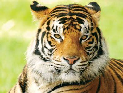 Tiger | Facts, Information, Pictures, & Habitat | Britannica