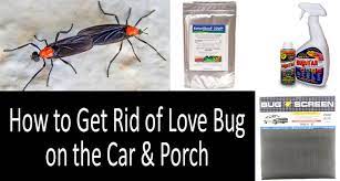 Be sure to check the grill of your car. How To Get Rid Of Love Bugs 2021 Buyer S Guide