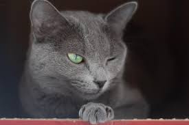 Mavi Rus Russian Blue Kedi Cinsi Ozellikleri Ve Bakimi Miyavliyo