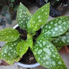 Image result for Cyclantheropsis parviflora