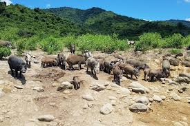 国宝・重要文化財（建造物） 登録有形文化財（建造物） 国宝・重要文化財（美術品） 登録有形文化財（美術品） 登録美術品 重要有形民俗文化財 登録有形民俗文化財. å˜‰å— å‹‡é—–å±±è±¬å³¶ é£›é·¹å³½è°· é‡£é­šå¹³å° æ›¾æ–‡æ°´åº«éŠèˆ¹ è¬åœ‹å‰µ åœ‹å…§æ—…éŠ æ±å—æ—…éŠ