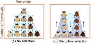 If you ally need such a referred natural selection gizmo answer key books that will have the funds for you worth, get the certainly best seller from us you may not be perplexed to enjoy every books collections natural selection gizmo answer key that we will agreed offer. Crash Course Biology 14 Natural Selection Flashcards Quizlet