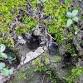 Summer Wildlife Tracks & Sign Course