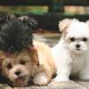 Mi ki puppies for sale under 1000. 1