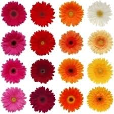 Beautiful bouquets of cut flowers can turn any room into a garden. Cut Flowers Wholesaler Wholesale Dealers In India