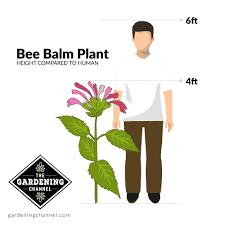 We did not find results for: What You Need To Know About The Bee Balm Plant Gardening Channel