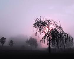 Check spelling or type a new query. Weeping Willow In Pink Fog Weeping Willow Tree Weeping Willow Tree Silhouette